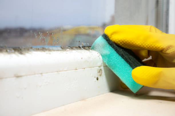 Best Mold Removal Company Near Me  in Bagdad, FL