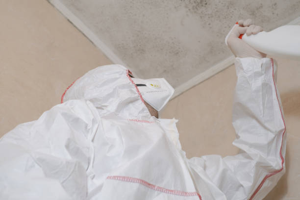 Best Mold Damage Repair  in Bagdad, FL