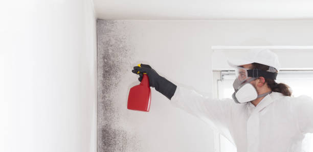 Best Home Mold Removal  in Bagdad, FL