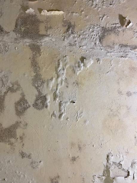 Best Mold Remediation  in Bagdad, FL