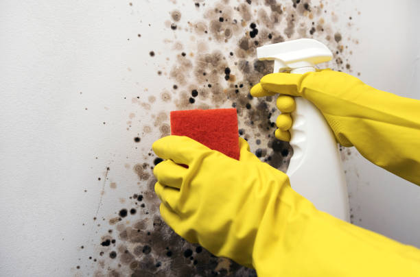 Best Commercial Mold Removal  in Bagdad, FL