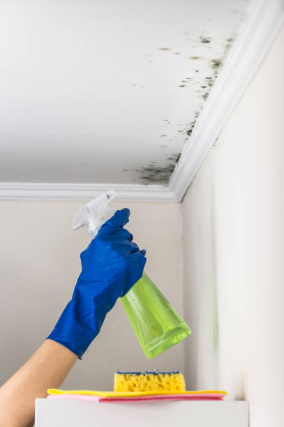 Best Black Mold Removal  in Bagdad, FL